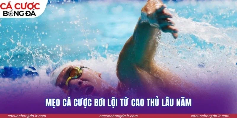 Mẹo cá cược bơi lội từ cao thủ lâu năm